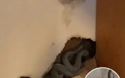 Amber Hall, moeder van twee, was dolblij dat ze naar haar eerste eigen huis verhuisde. Maar tijdens het uitpakken begon haar hond zich vreemd te gedragen. Toen keek Amber beter naar de muur, en wat ze zag bezorgde me de rillingen. 😲😲