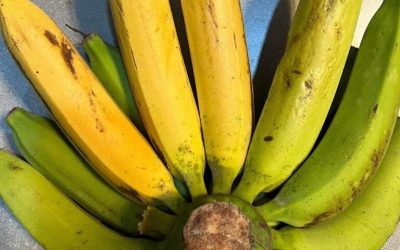 Artsen onthullen dat het eten van een overrijpe banaan de volgende gevolgen kan hebben…