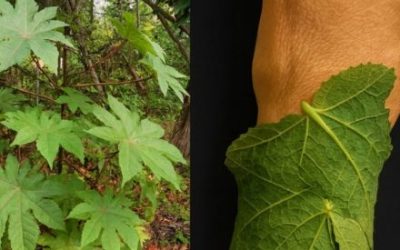 Heb je je ooit afgevraagd of een doodgewone plant het geheim zou kunnen bevatten voor pijnvrije dagen, een stralende huid en onuitputtelijke energie? Wat als je tuin een schat aan welzijn zou herbergen?