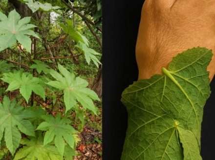 Heb je je ooit afgevraagd of een doodgewone plant het geheim zou kunnen bevatten voor pijnvrije dagen, een stralende huid en onuitputtelijke energie? Wat als je tuin een schat aan welzijn zou herbergen?