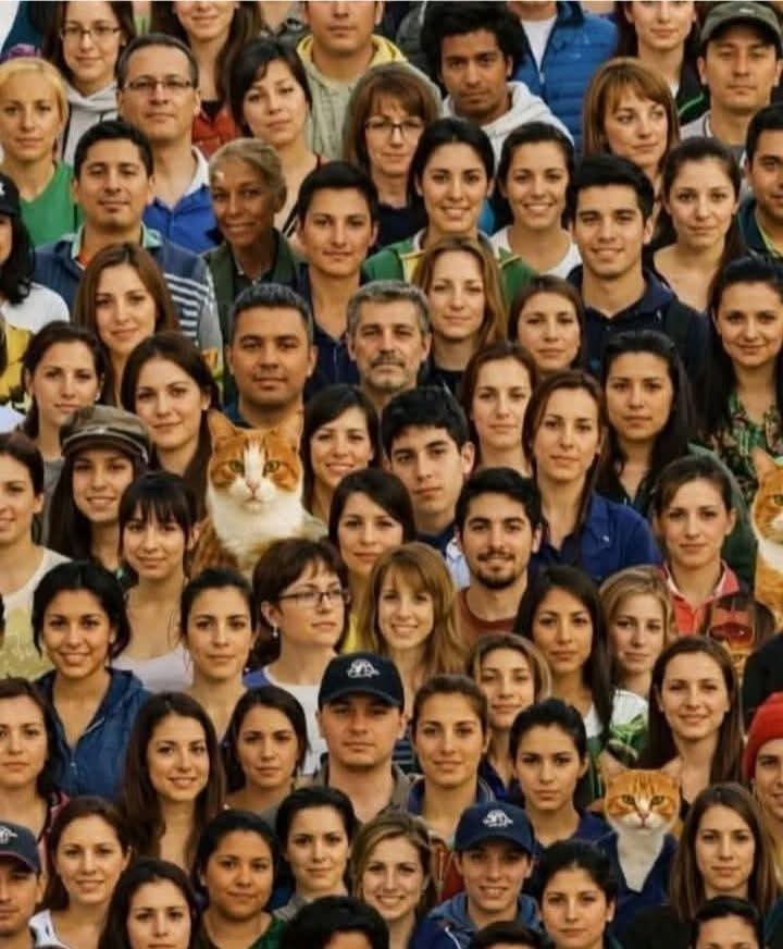 Als je ogen gezond zijn, hoeveel katten staan ​​er dan op de foto?