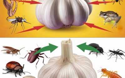 Natuurlijke ongediertebestrijding met knoflook: een simpele, chemicaliënvrije oplossing.