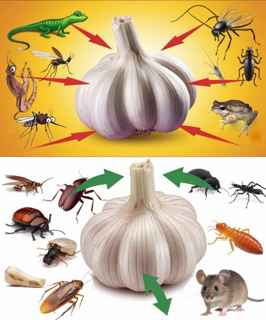 Natuurlijke ongediertebestrijding met knoflook: een simpele, chemicaliënvrije oplossing.