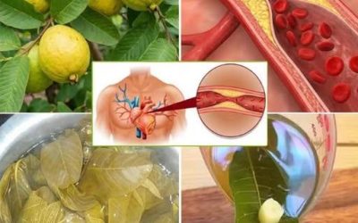 De beste ochtend- en middagthee: een krachtige mix voor een goede gezondheid.