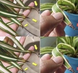 Waarom worden de toppen van kruidachtige planten bruin?