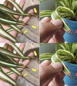 Waarom worden de toppen van kruidachtige planten bruin?