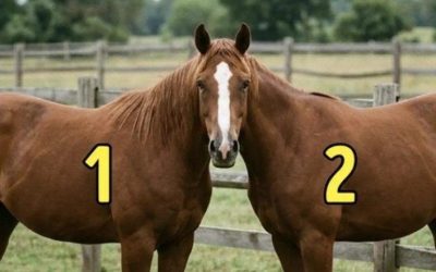 Van wie is dit paardenhoofd?