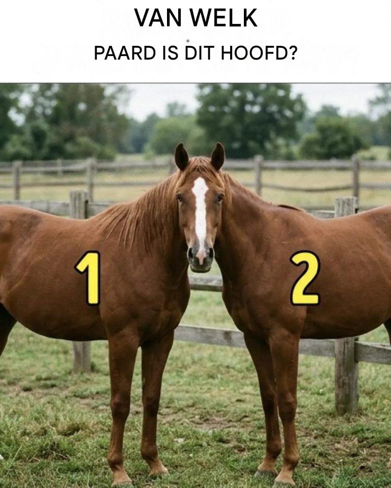 Van wie is dit paardenhoofd?