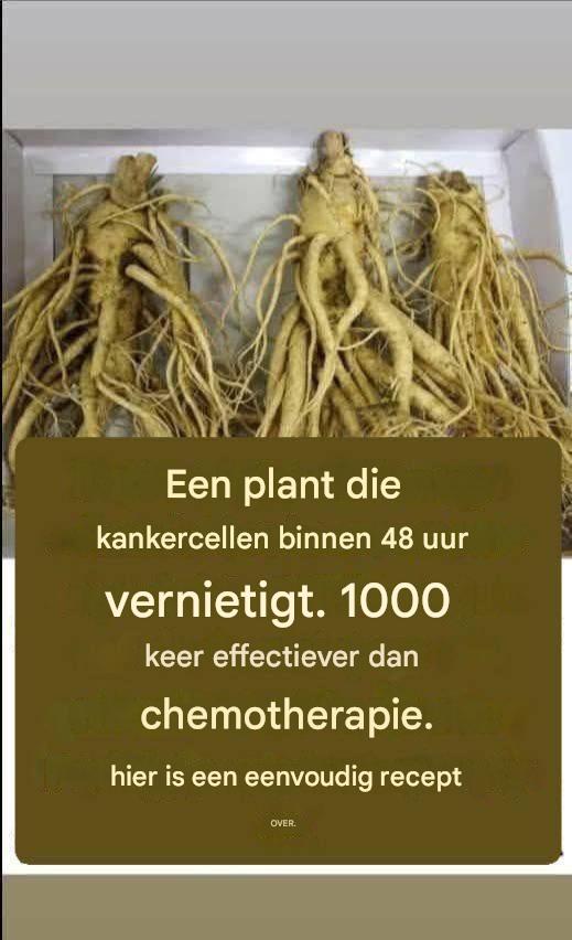 Deze wortel doodt 98% van de maag-, darm-, alvleesklier- en andere kankersoorten.