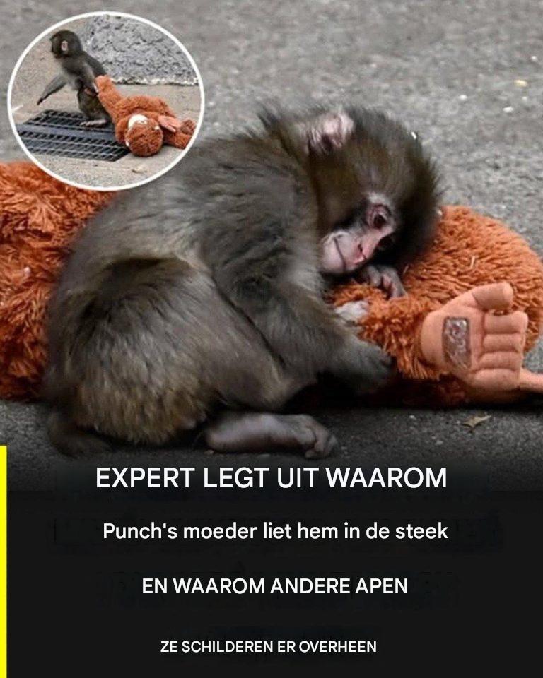 Punch’s verhaal: legt uit waarom hij door zijn moeder werd herhaaldelijk en hoe de andere apen waarschijnlijk te verschijnen.