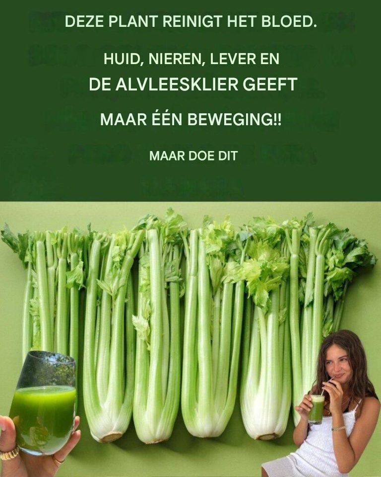 Selderie voor de nieren en lever: de natuurlijke ontgifter waar je lichaam je dankbaar voor zal zijn.