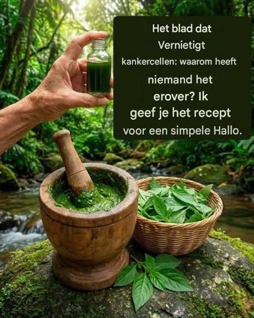 De bladeren sterven aan diabetes, kanker, leververvetting, een slechte bloedsomloop en hoge bloeddruk beïnvloed zonder pillen. Ik geef je het recept voor een simpele OK.