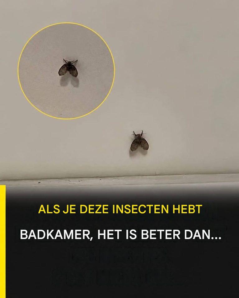 De toiletvlieg die in veel huizen voorkomt en de tekenen waaraan je hem kunt herkennen.