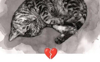 11 tekenen dat je kat aan het sterven is