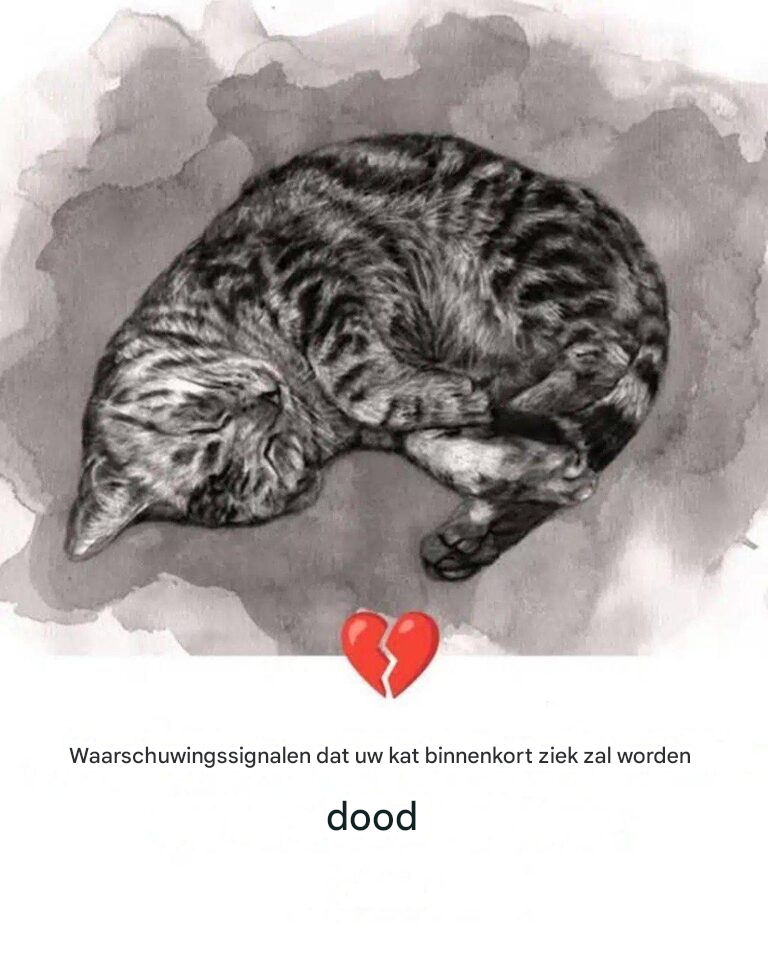 11 tekenen dat je kat aan het sterven is