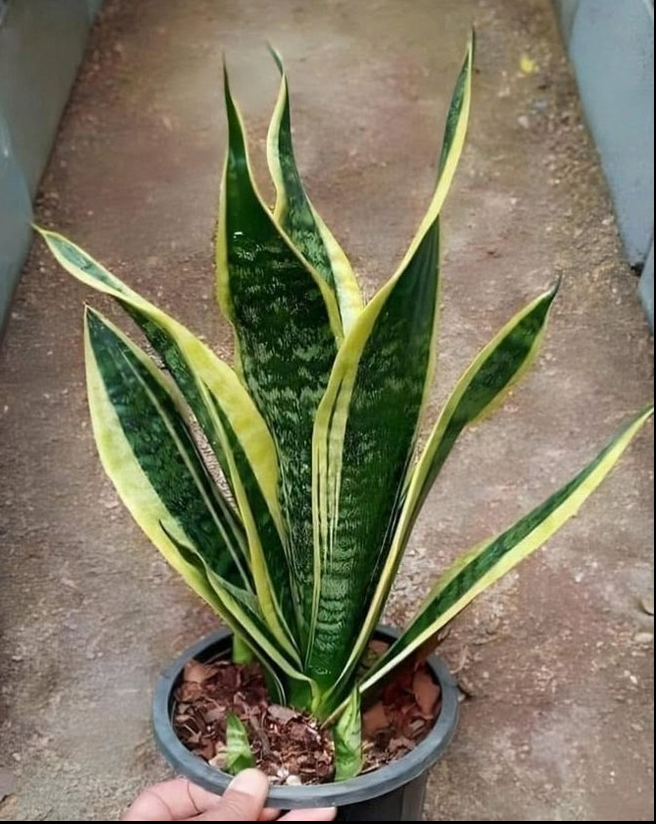 Als je deze plant in huis hebt, komt dat omdat hij… Lees meer