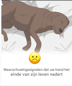 11 tekenen dat uw hond het einde van zijn leven nadert