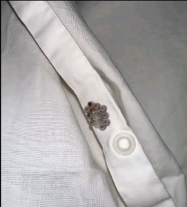 Ik vond deze kleine balletjes in mijn bed en schrok me rot. Ik zal je vertellen wat het was.