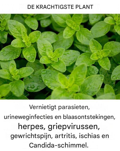 Het is een van de krachtigste planten ter wereld.
