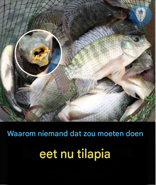 Zijn er mensen die regelmatig sterren krijgen? Oto, met meer extra’s
